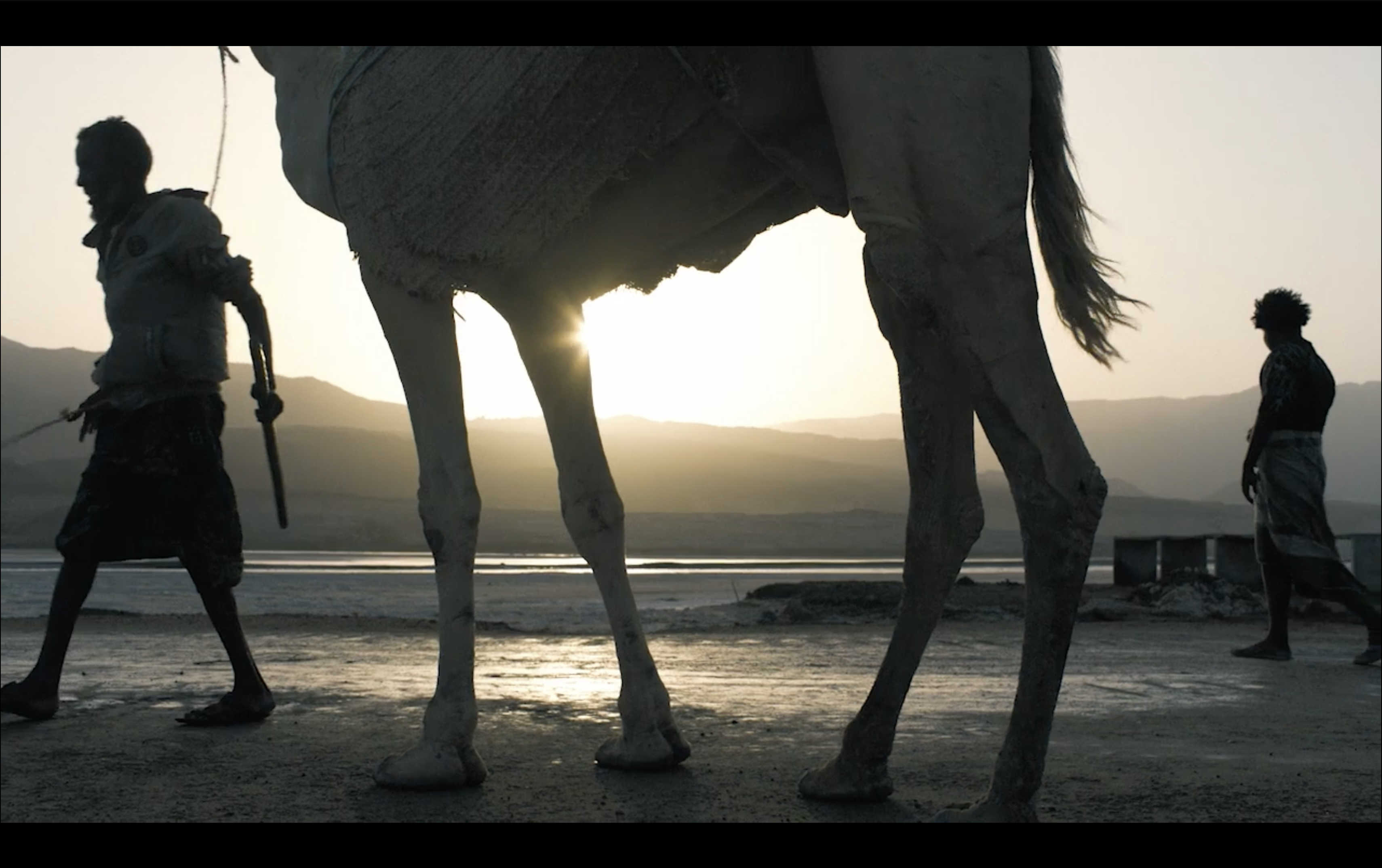 Chameaux au coucher de soleil